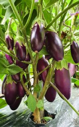 eggplant amethyst jewel1
